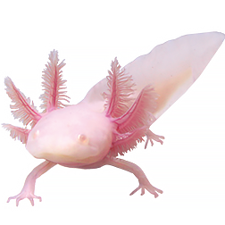 White Albino Axolotl